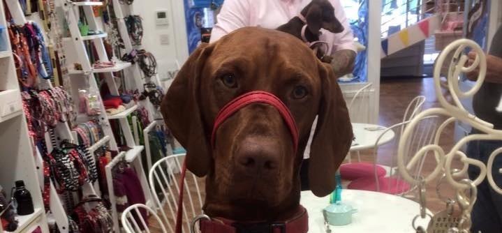 dog at Bow Wows at No. 7