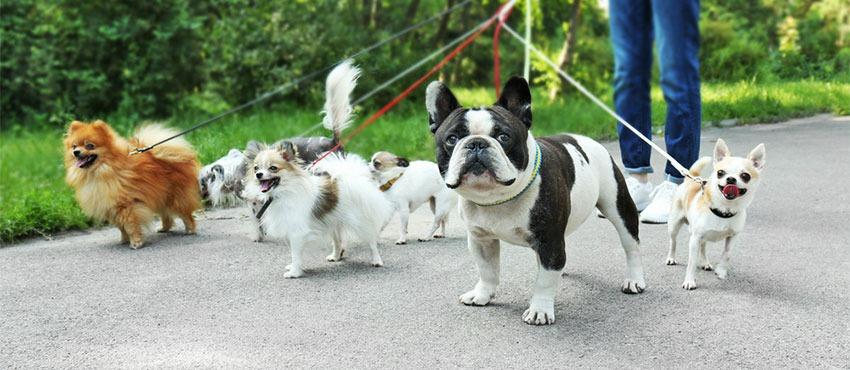 dog walking